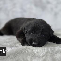 Black Collar - Black male German Shepherd puppy in Sumner, Iowa from Vom Wilke Kennels