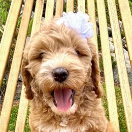 Kanga - Caramel female Australian Labradoodle puppy in Upland, California from Kings Labradoodles