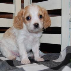 Cavapoo Puppies from Dogwood & Sassafras Companions