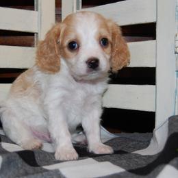 Cavapoo Puppies from Dogwood & Sassafras Companions