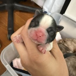 Boy 1 - Black and white male Shih Tzu puppy in Ft Mc Coy, Florida from Everlasting Shih Tzu