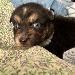 Black Dahlia - Black tri-color female Australian Shepherd puppy in Albertville, Alabama from Salt Creek Aussies