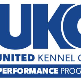 Labrador Retriever Puppies from Down South Retrievers