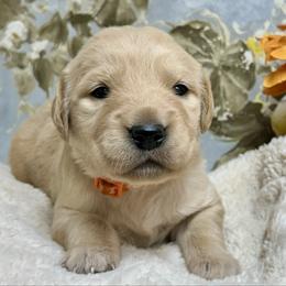 Sonny - Light golden male Golden Retriever puppy in Doniphan, Missouri from Stockford’s Golden Retrievers