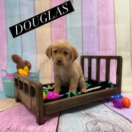 Douglas - Yellow male Dilute Retriever puppy in Forest City, Iowa from Helm Labs