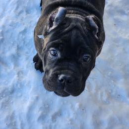 Felony (black brindle) - Black brindle female Cane Corso puppy in Manitowoc, Wisconsin from Sinner & Saint Cane Corso