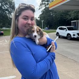 Tinker AKC - Piebald female Dachshund puppy in Magnolia, Texas from J&R Macias Dachshunds