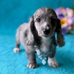 Troy - Dapple male Dachshund puppy in Lincoln, Arkansas from Red Dirt Dachshunds