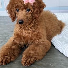 Abby - Red  female Poodle puppy in Cape Coral, Florida from Ruby the poodle