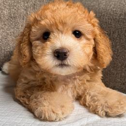 Juno - Apricot male Maltipoo puppy in Bakersfield, California from Silvia's Maltipoos