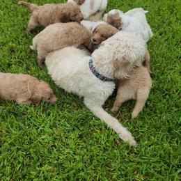 Goldendoodle Puppies from Costa's Curly Canines