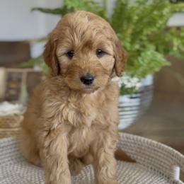 Girl 3 - Apricot female Goldendoodle puppy in St George, Utah from Doodle Bears of Southern Utah