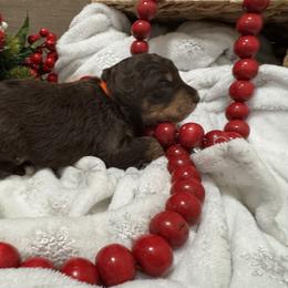 Pat Benatar - Brown female Bernedoodle puppy in Gilbert, Arizona from The Berne Barn... it’s a Doodle thing!