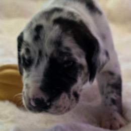 York - Harlequin male Great Dane puppy in Albany, Oregon from Red Cloud Australian Shepherds and DeGray Great Danes & Bulldogs