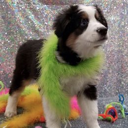 Miniature American Shepherds from Clay Hill Ranch