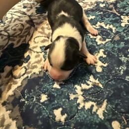Girl 3 - Black tri female Miniature American Shepherd puppy in Tiskilwa, Illinois from First Harmony Farms