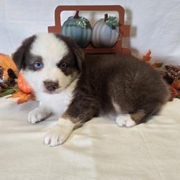 Boy 2 - Red tri-color male Australian Shepherd puppy in Lakeland, Florida from Diamond P Australian Shepherds