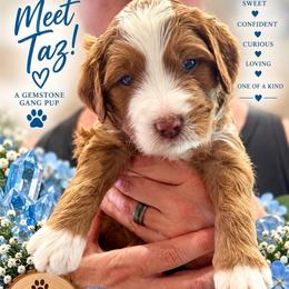 Taz - blue topaz - Apricot male Assorted Doodle Crosses puppy in Las Vegas, Nevada from Gemstone Gang Doodles