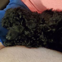 Ivy - Black Poodle puppy in Abbeville, Louisiana from Regatta Kennels