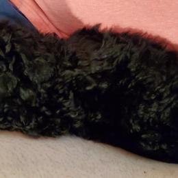 Ivy - Black Poodle puppy in Abbeville, Louisiana from Regatta Kennels