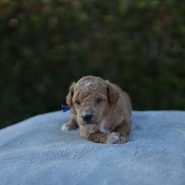 Tango - Apricot male Poodle puppy in Los Angeles, California from Exquisite Doodles