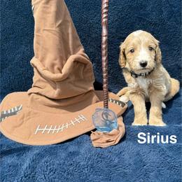 Sirius - Apricot male Goldendoodle puppy in Conroe, Texas from Tails of Cypress