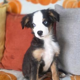 Rolo - Black tri male Miniature Australian Shepherd puppy in Killen, Alabama from Wilkers Wholehearted Mini Aussies