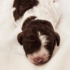 Goldendoodle Puppies from Honey's Bunches
