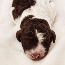 Goldendoodle Puppies from Honey's Bunches