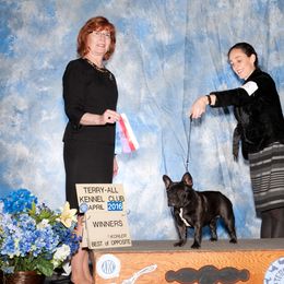 French Bulldog and Mastiff All Grown Up from Divine Mastiffs Ashlan French Bulldogs