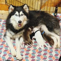 Mango - Siberian Husky