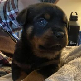 Rottweilers from Nicci Cooper's Rottweilers