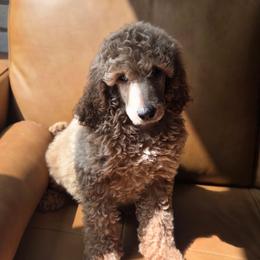 Billy - Cream male Poodle puppy in Statesboro, Georgia from Briar Creek Kennels