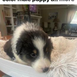YELLOW COLLAR - Black white and tan male Shetland Sheepdog puppy in Chipley, Florida from Stacey's Shelties