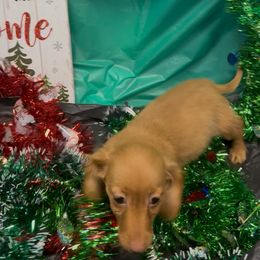 Phoenix - Red male Dachshund puppy in Ft Dodge, Iowa from Secret Reality