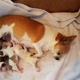 Carma - Chihuahua