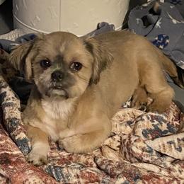 Jazzy - Shih Tzu
