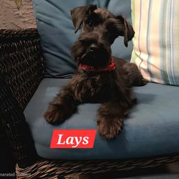 Lays - Black female Miniature Schnauzer puppy in San Diego, California from SoCal Beards and Brows