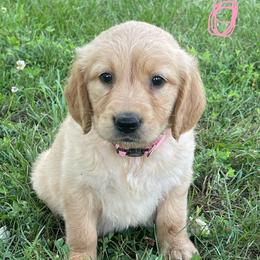 Pink - Golden female Golden Retriever puppy in Mount Carmel, Tennessee from HS Goldens
