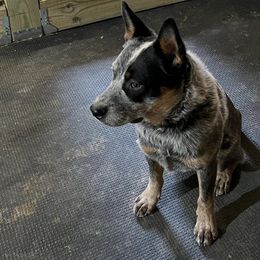 Bug - Australian Cattle Dog