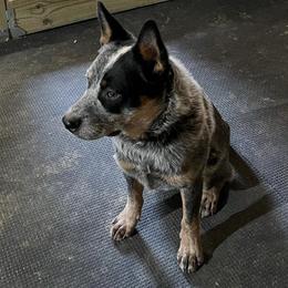 Bug - Australian Cattle Dog