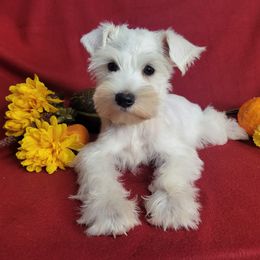 Companion Cross, Miniature Schnauzer, and Yorkshire Terrier Puppies from Puppy Sugars Kennels
