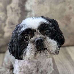 Lola - Shih Tzu