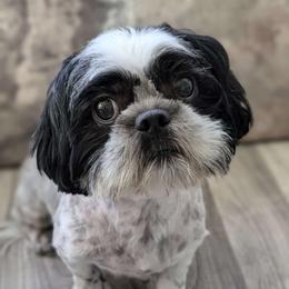 Lola - Shih Tzu