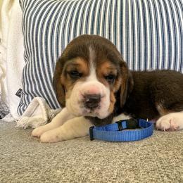 Major - Black tan and white male Beagle puppy in Monticello, Georgia from Beaglelove
