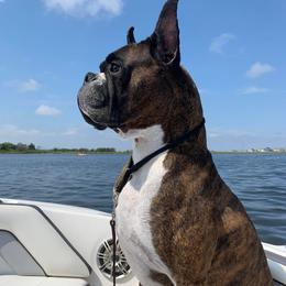 Boxers from Marina Boxers