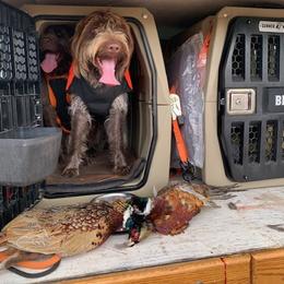 Wirehaired Pointing Griffon All Grown Up from Luther Smith