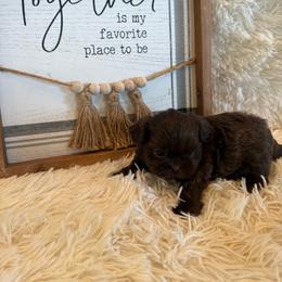 Cal - Chocolate male Shih Tzu puppy in Success, Missouri from Sweet Success