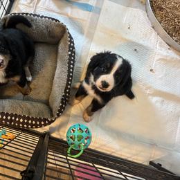 Bernedoodle Puppies from Cove Creek Companions