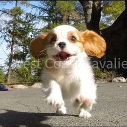 Cavalier King Charles Spaniel Puppies from West Coast Cavaliers